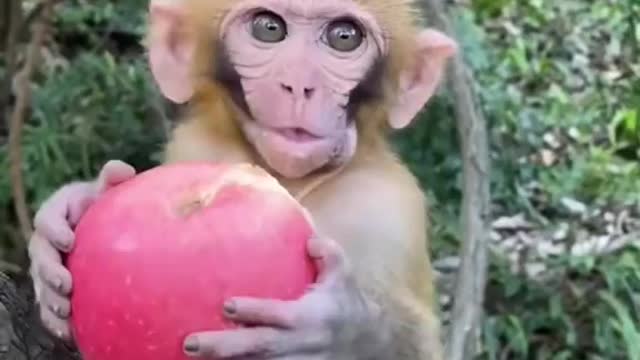 So cute monkey baby eat the apple 🍎