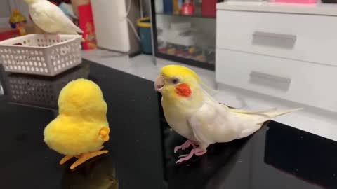 Cute Parrot