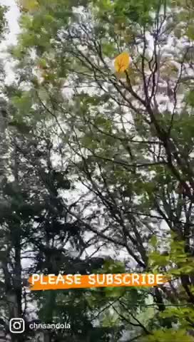 Strap Yourself In - NOR’EASTER