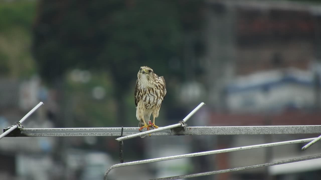 Falcon feeding on a pray