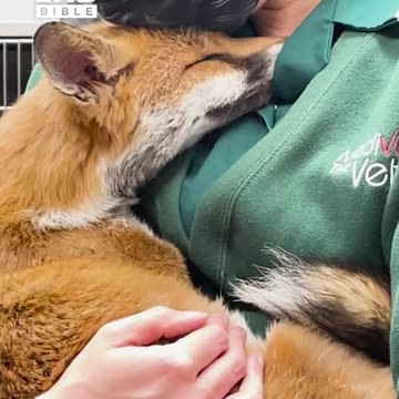 Vet Cuddles With Fox She Saved ❤️