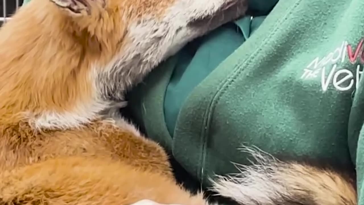 Vet Cuddles With Fox She Saved ❤️