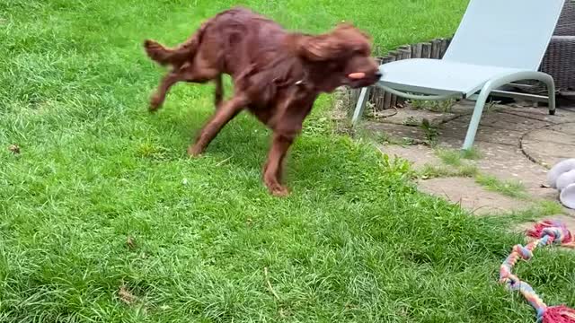 Kitty Chases Dog Around Yard