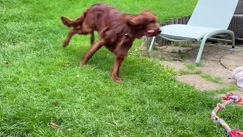 Kitty Chases Dog Around Yard