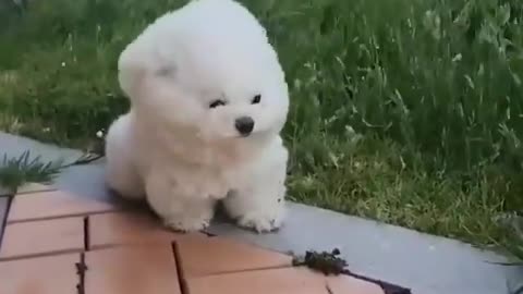 Cute fluffy puppy