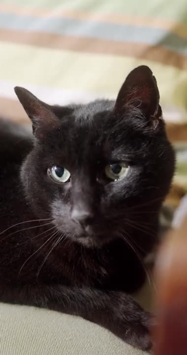 Follow Your Cat/Surprising Facts About Male Cats.