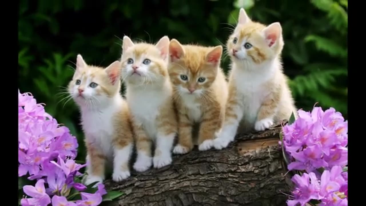 Collection of the most most beautiful cats in the world - (20)