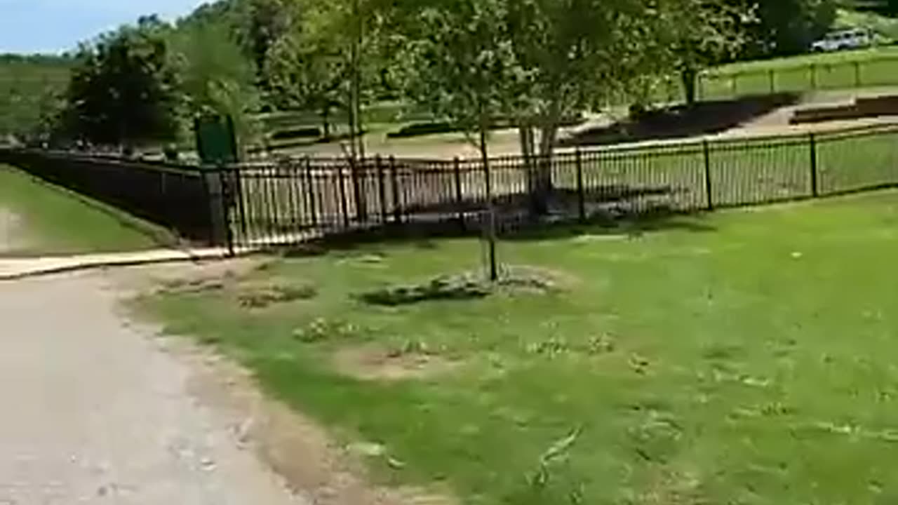 Bringing dog to dog park