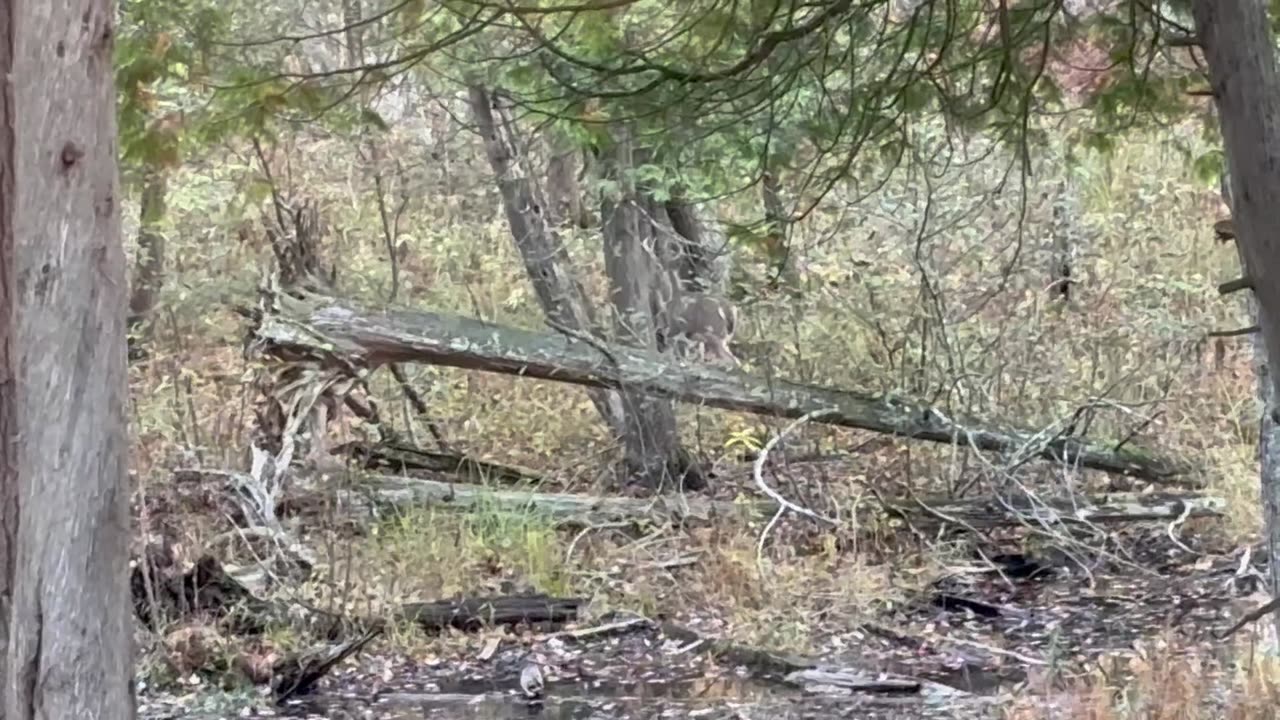 8 point whitetail