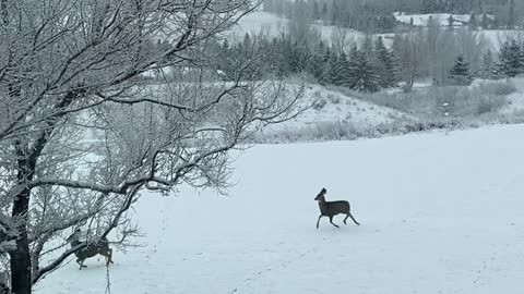 Synchronized Deer Hop Through Yard