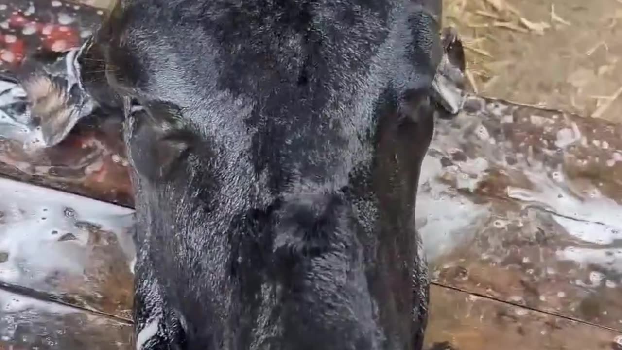 Shampooing Cow's Head.(1080p)