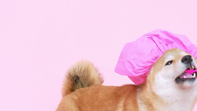 Dog cleaning his teeth