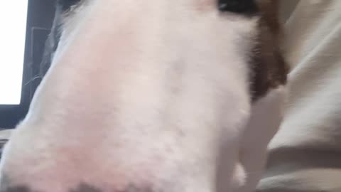 Dexter the Superstar