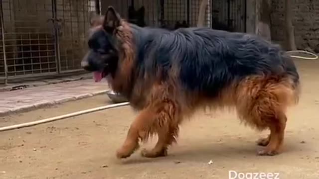 Atosh(FCI) Boy Import From Poland germanshepherd #doglover