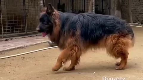Atosh(FCI) Boy Import From Poland germanshepherd #doglover