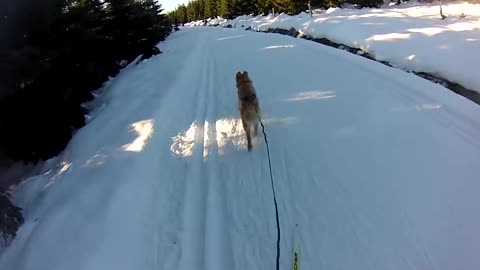 Skijoring with a Golden Retriever