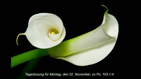 Tageslosung für Montag, den 22. November, zu Ps. 103,1-4