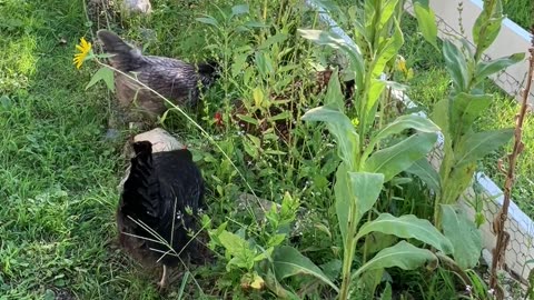 Mulling Around The Mullein