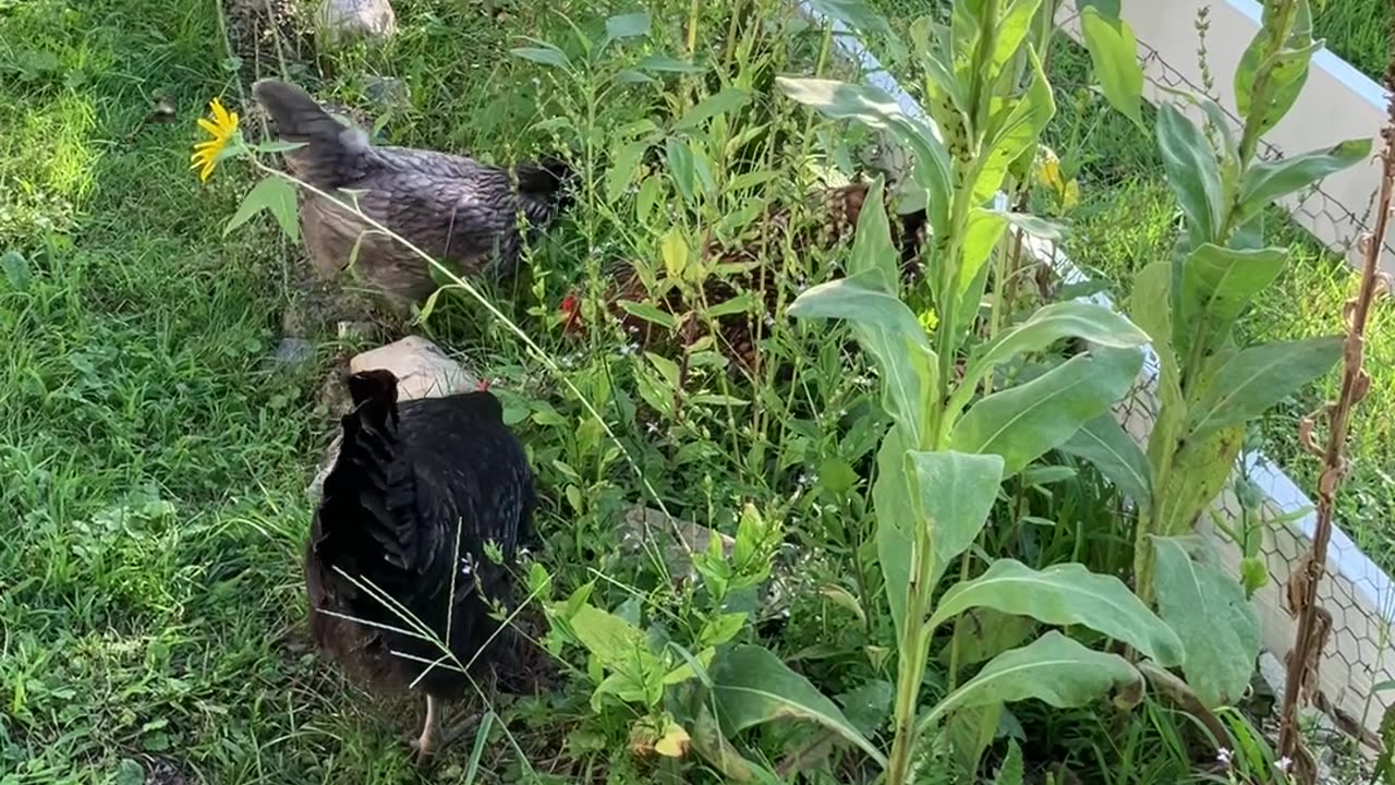 Mulling Around The Mullein
