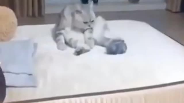 cute animals #short #shorts #cute_animals #cutecat