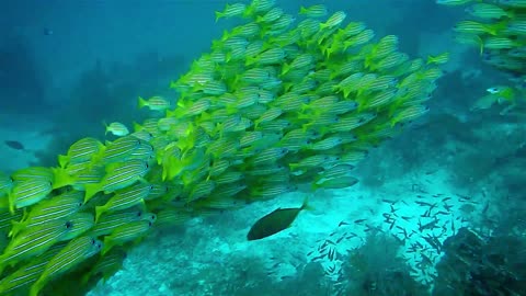 Seaweed to relax