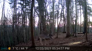 The Woods - 12/23/2021