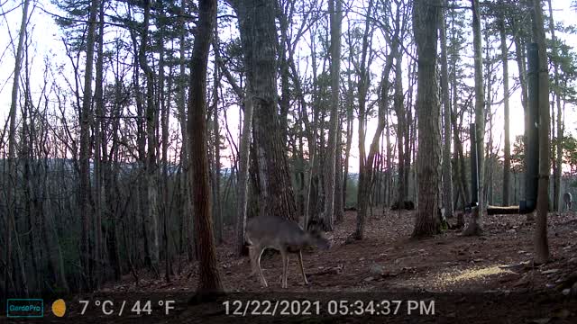 The Woods - 12/23/2021