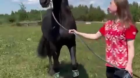 A MAGNIFICENT BEAUTIFUL HORSE HOLD BY THIS YOUNG GIRL
