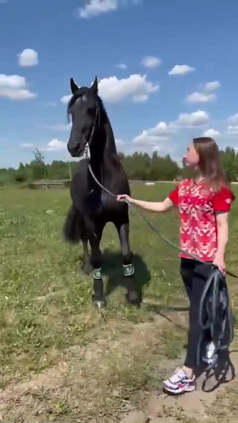 A MAGNIFICENT BEAUTIFUL HORSE HOLD BY THIS YOUNG GIRL