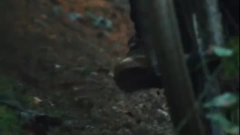 Jungle Bike Challenge