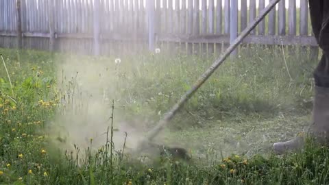 Trimming an overgrown yard