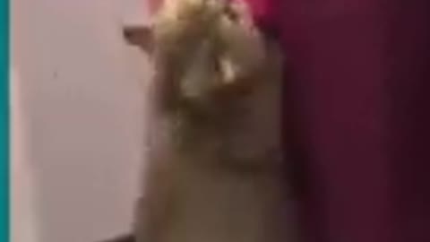 Cat open the door