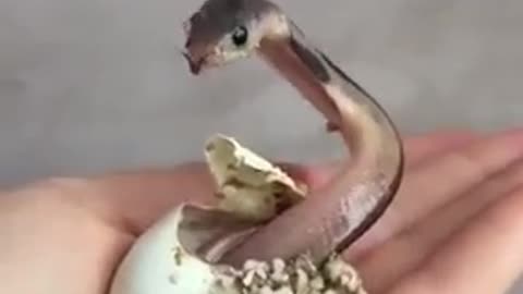 Beautiful Cobra snake come out from egg