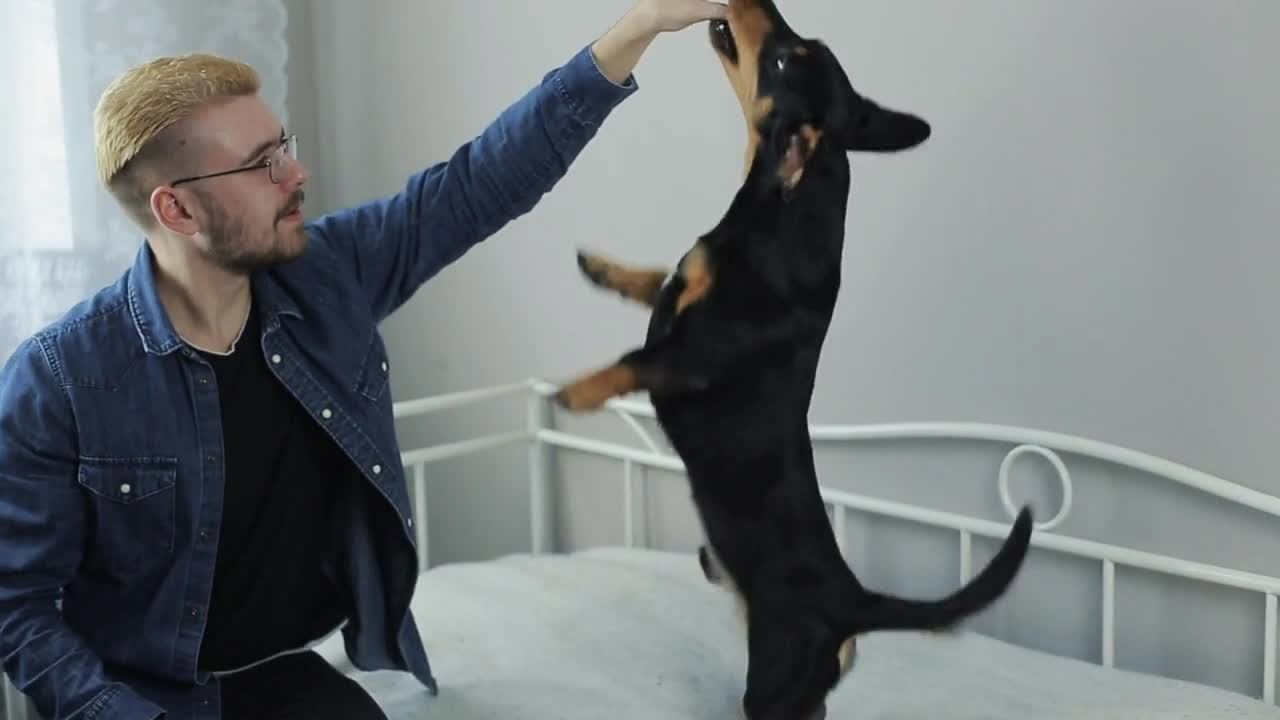 Young cheerful stylish man playing with the dog dachshund on the bed. Man and dog having fun