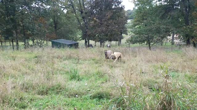 Great Danes get zoomies in field