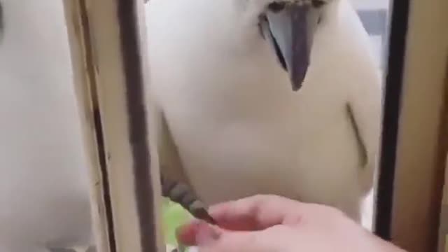 Wild parrots, how smart they are! ))) (unmute)