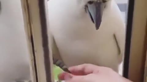 Wild parrots, how smart they are! ))) (unmute)