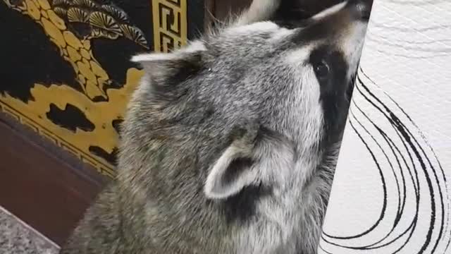 Smart raccoon trie to open the door to go outside