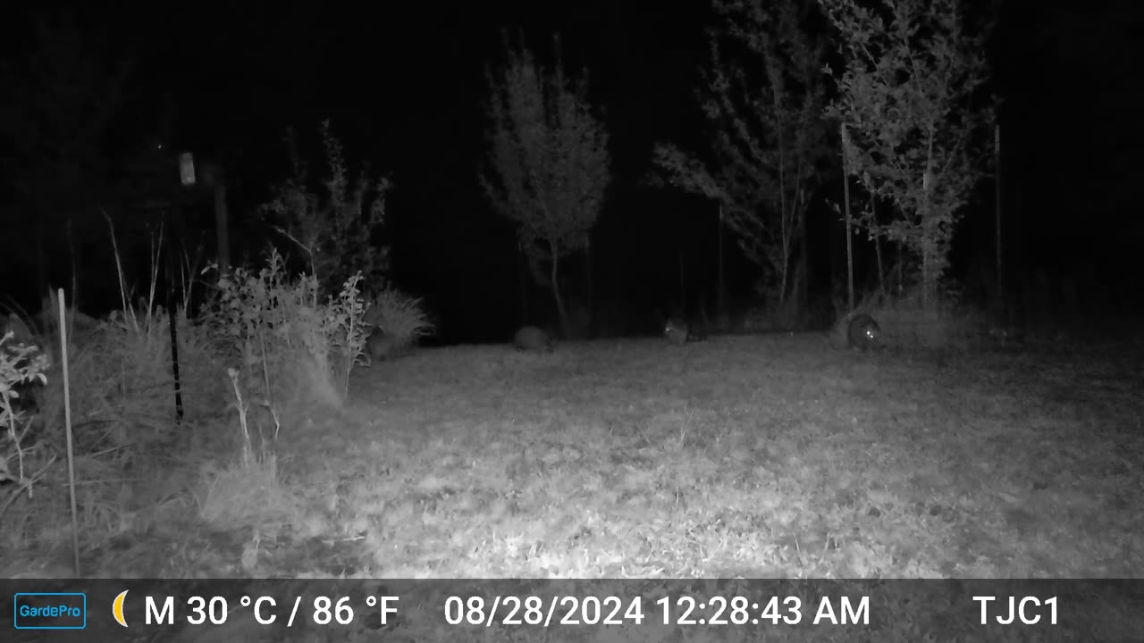 Playful Young Raccoons 2