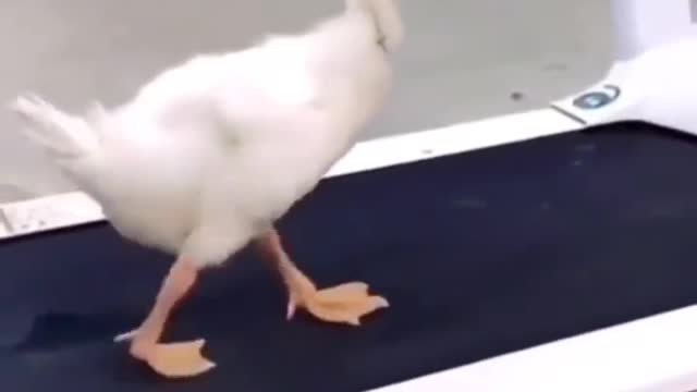 Dancing duck like Michael Jackson! !