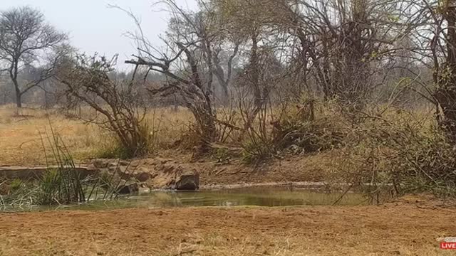 Leopard chases Impala.mp4