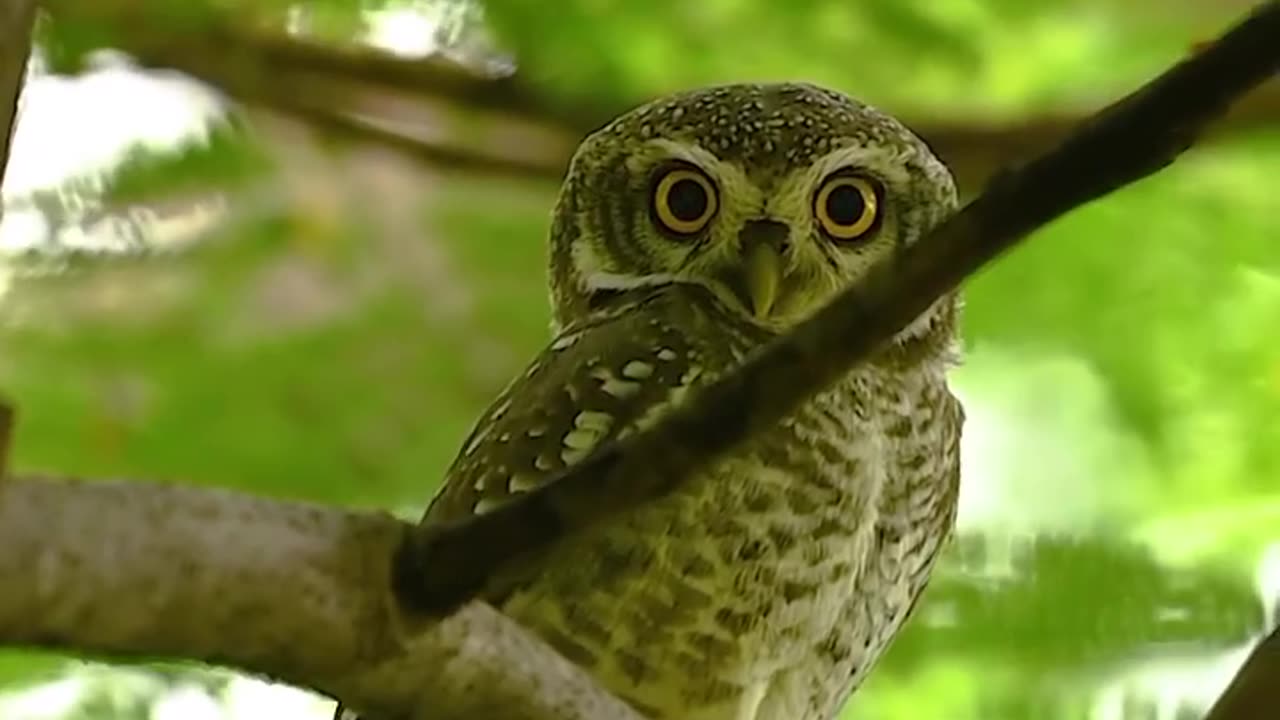 Wildlife & Funs
