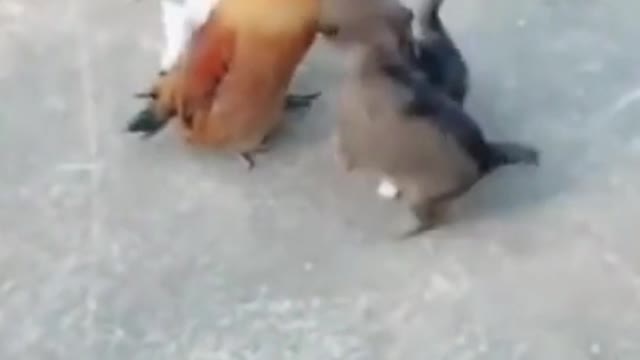 Puppy Labradors annoying chicken