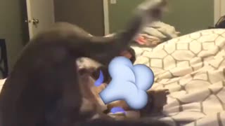 Dog casually farts for the camera
