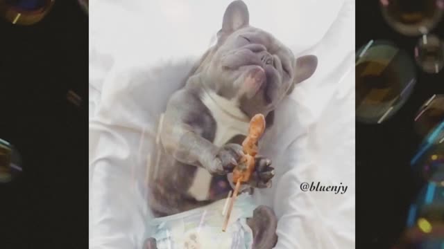 Are bulldogs nice