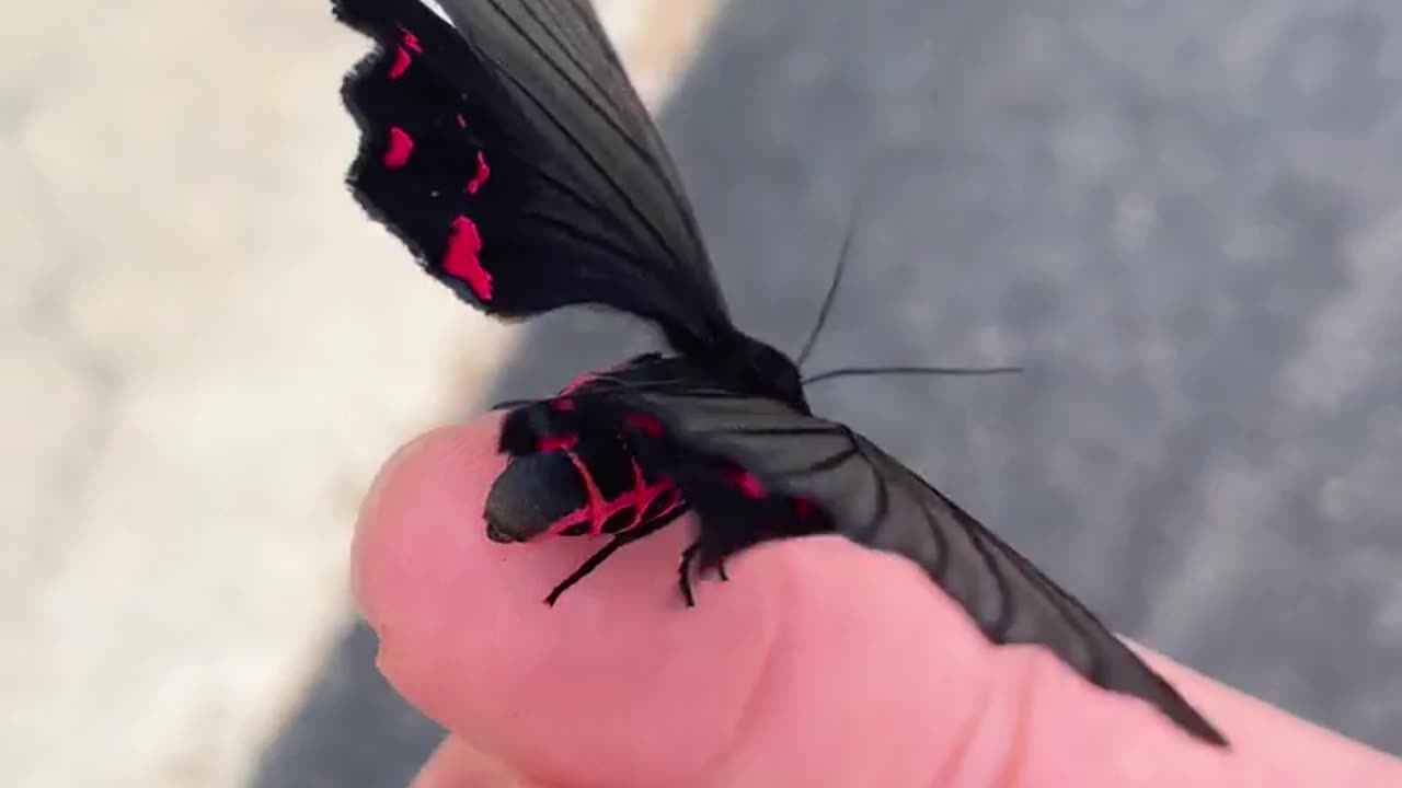 Mock Swallowtail Butterfly Moth