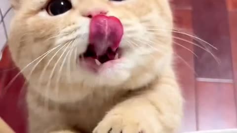 Cat eating snack