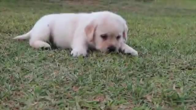 One month old Labrador puppies. at roy's farm