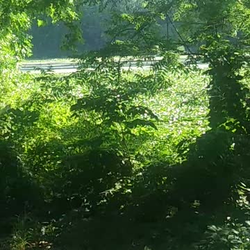 Birds chirping on Dad's birthday in heaven