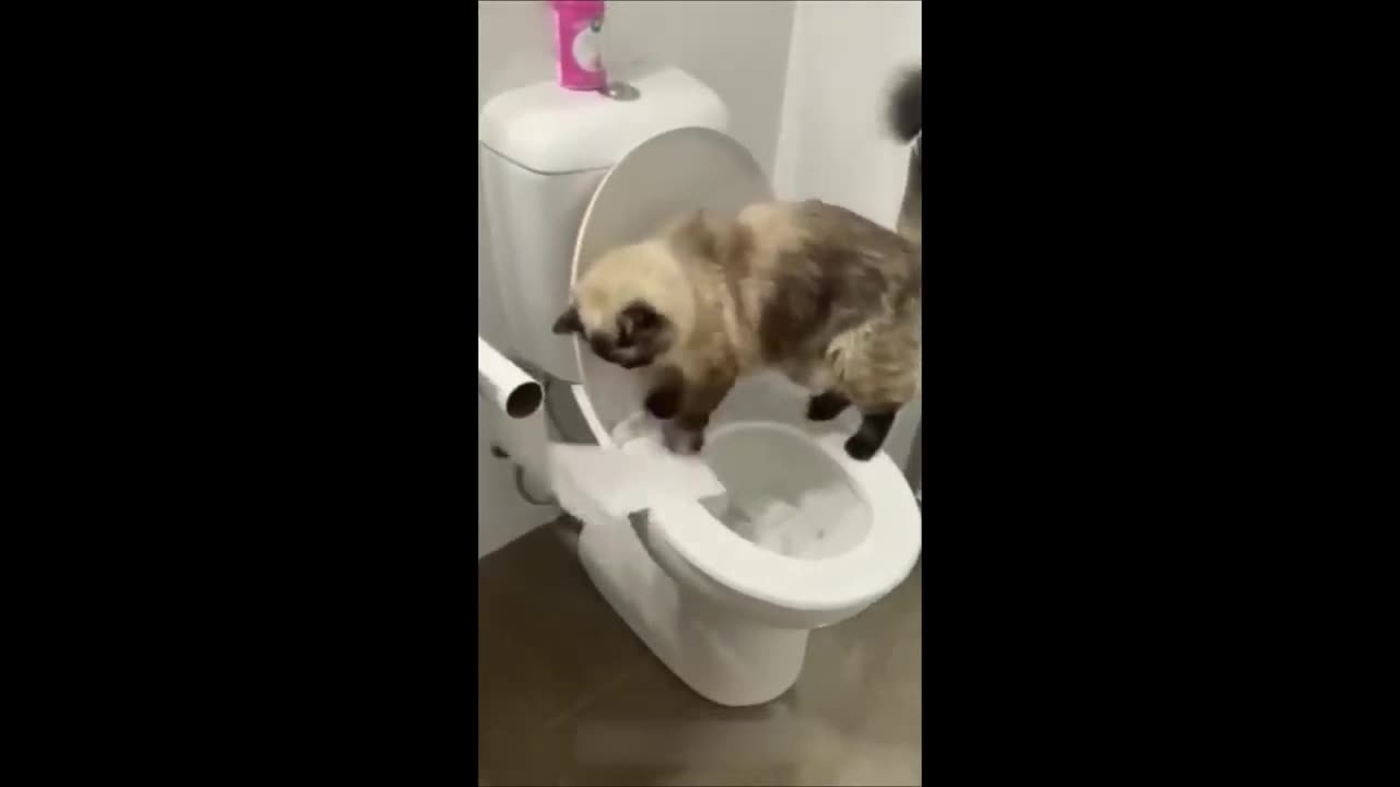 New Funny Animals 😄 Funniest Cats and Dogs Videos 😹🐶 Part 6